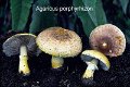 Agaricus porphyrizon-amf171-2